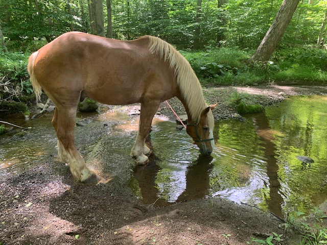 Contact - Freedom Acres Farm